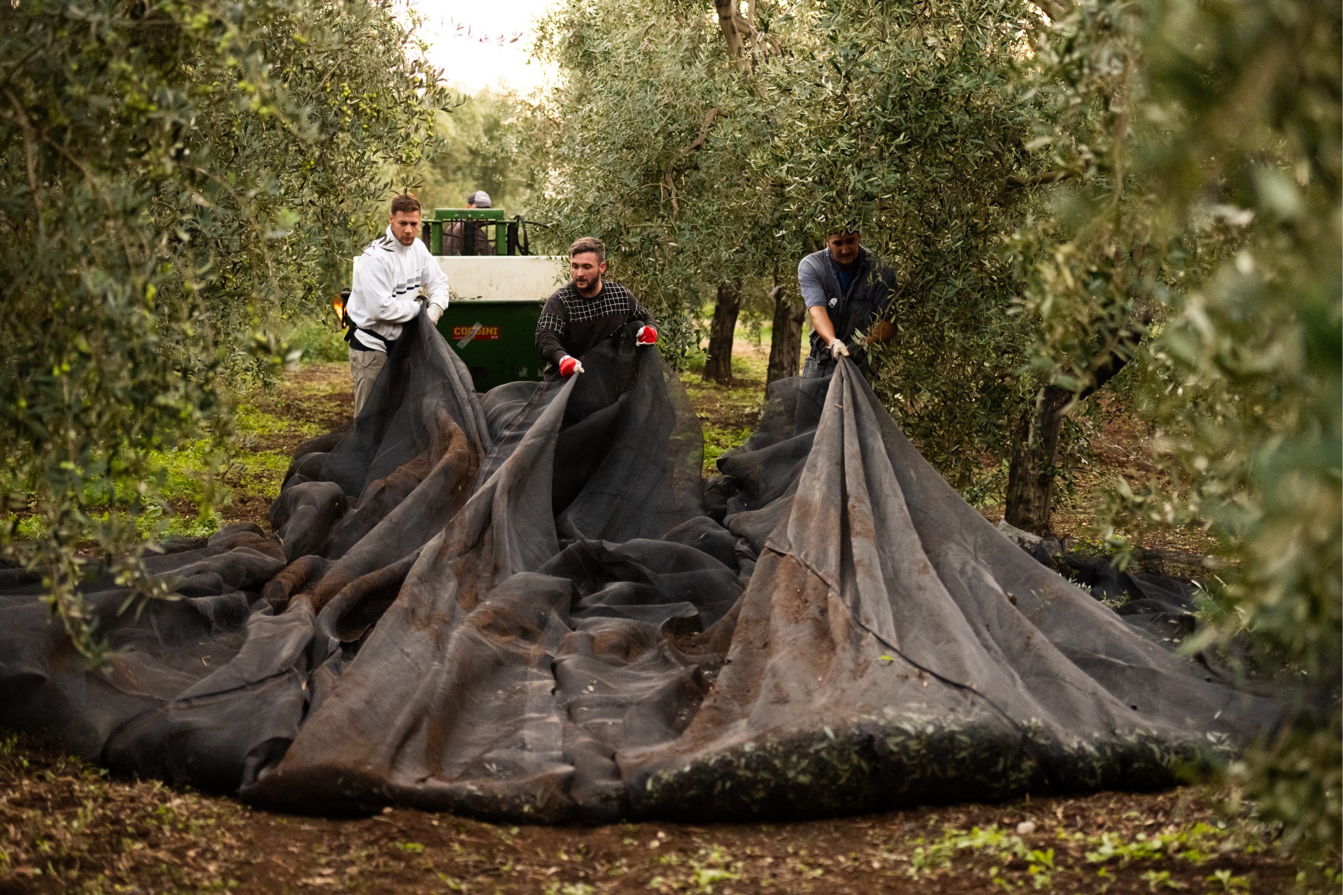 raccolta olive schinosa